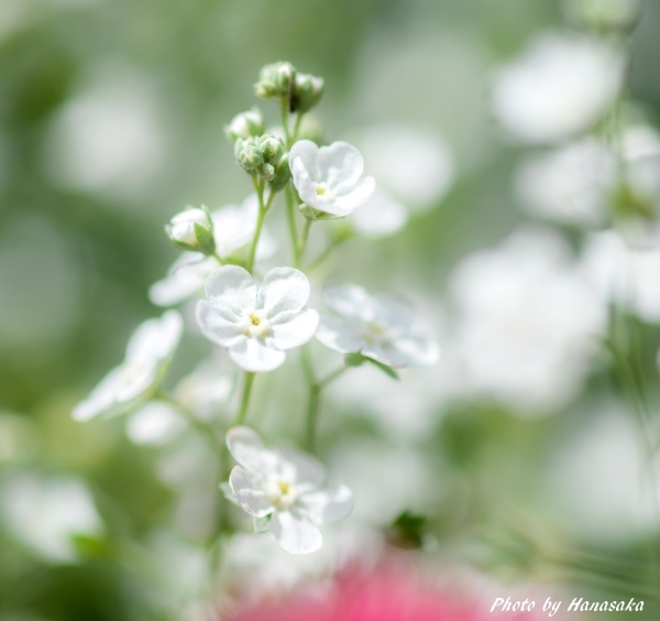 レンズレスカメラ　花はオンファロデス