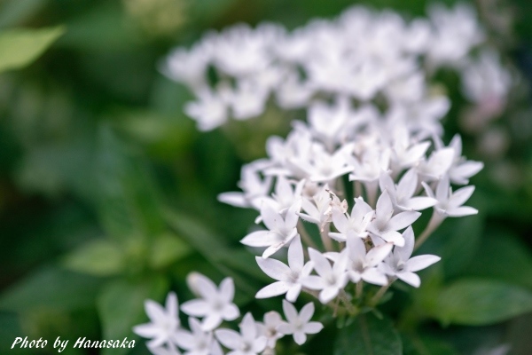 白いペンタス 花ブログへようこそ 僕と桜さん