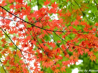 紅葉の始まり-2