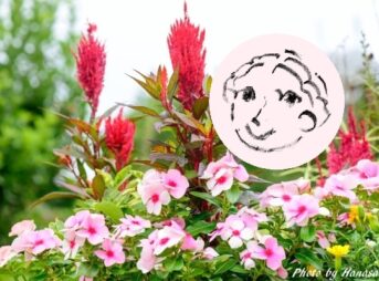 さくらとニチニチソウとケイトウ