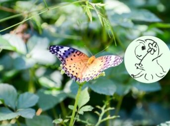 花畑の蝶々