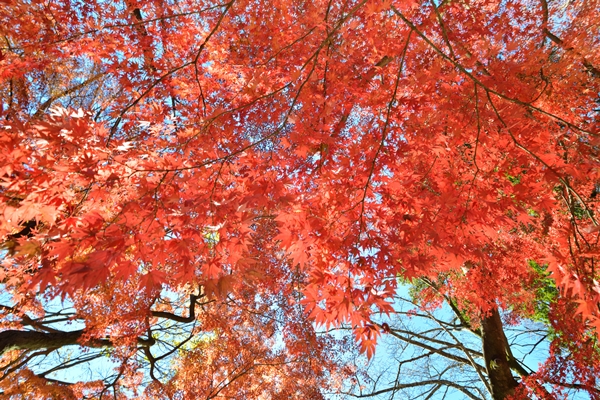 遅い紅葉のツツジ