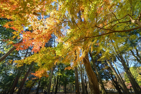 紅葉しないで枯れるかも知れないツツジ