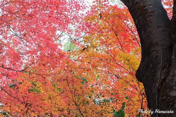 カエデの紅葉