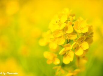 菜の花-1200
