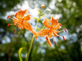 秋の花　オニユリ-1200