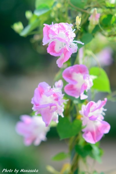 丸葉朝顔 ピンクフラミンゴ