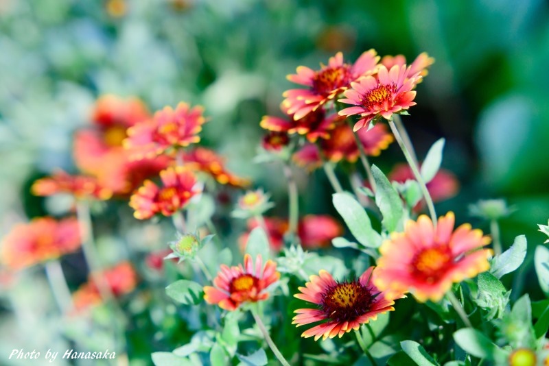 オオテンニンギク