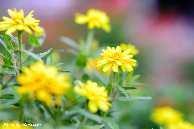 フレンチ・マリーゴールド