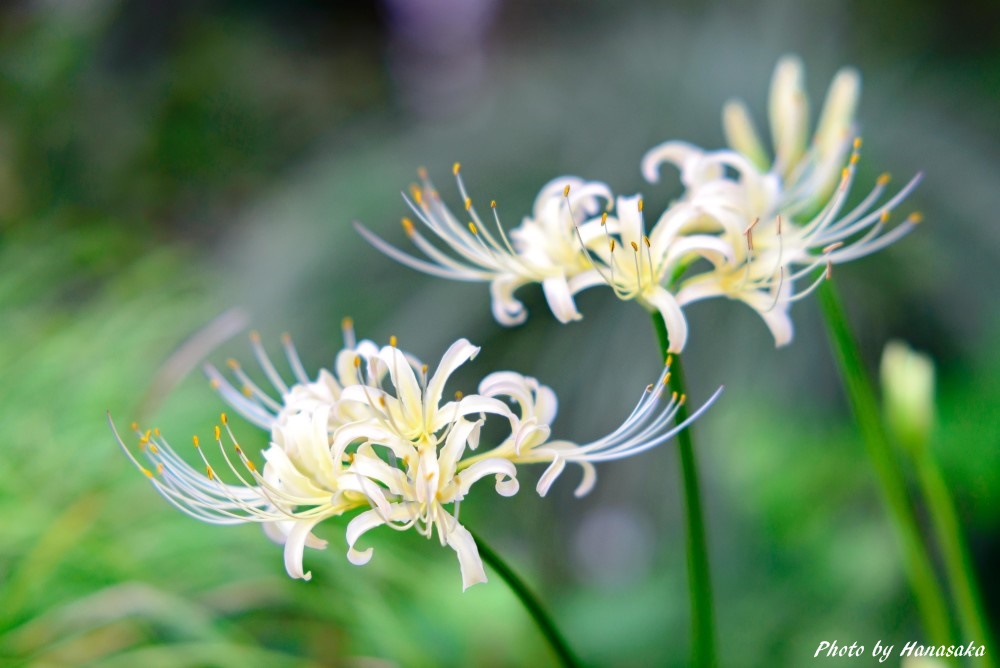 リコリス ホウディシェリー