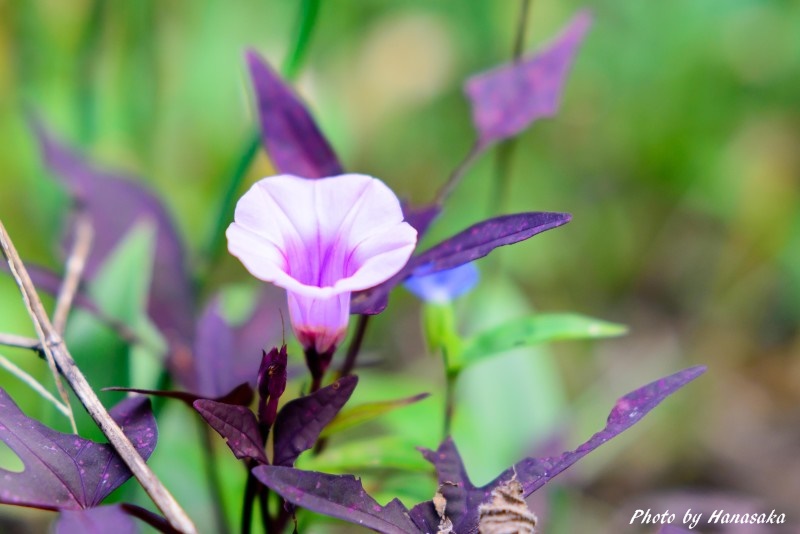 イポメア・ブラッキー