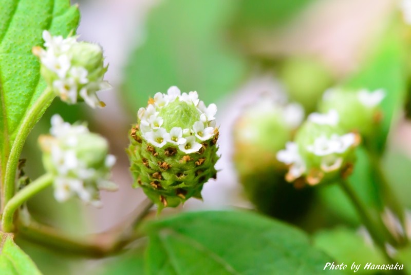 アマミコウスイボク