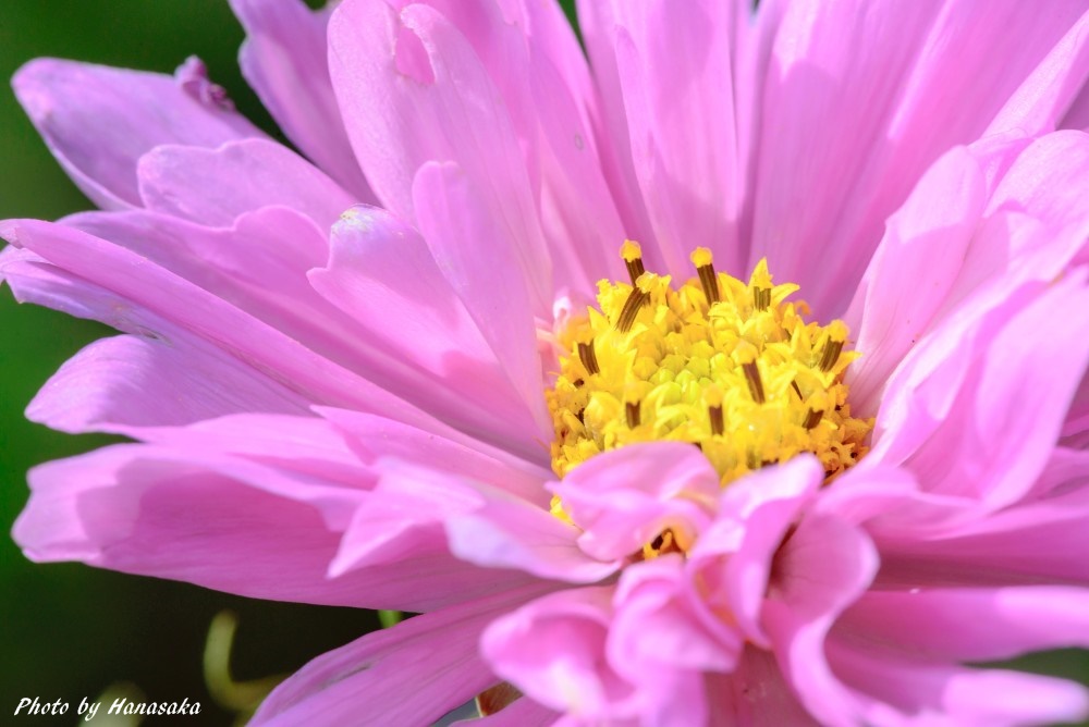 ヤエノコスモス