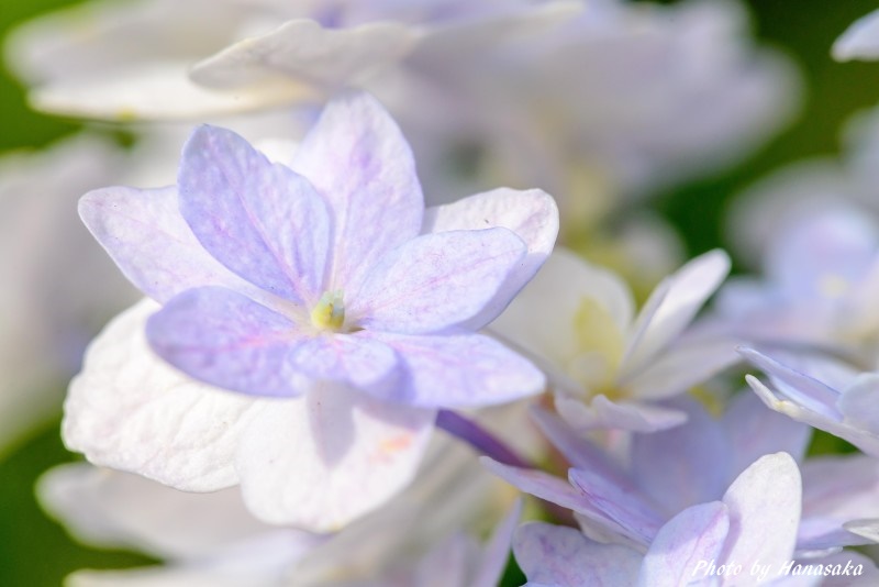 アジサイ・ダンスパーティー