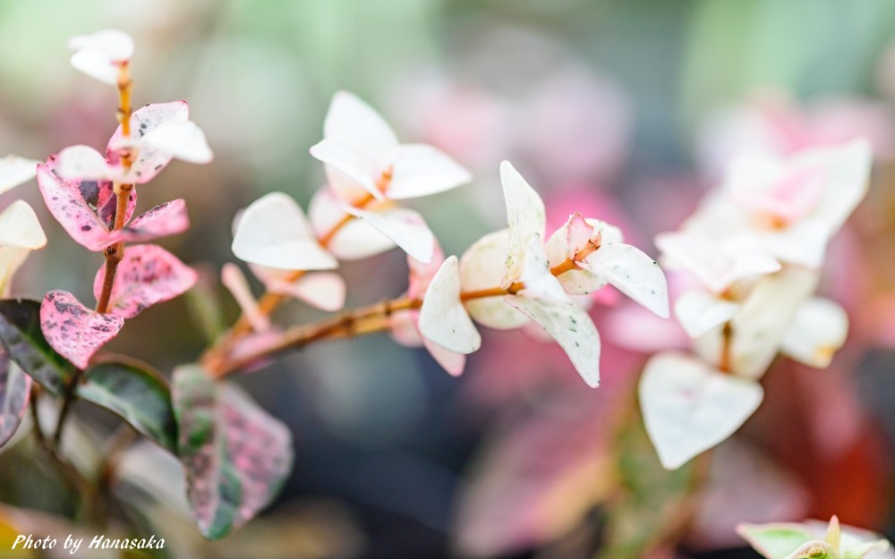 ハツユキカズラ