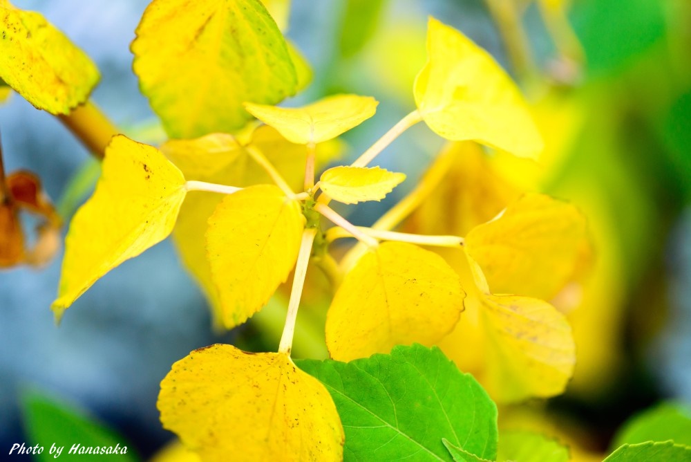 アメリカフヨウの黄葉