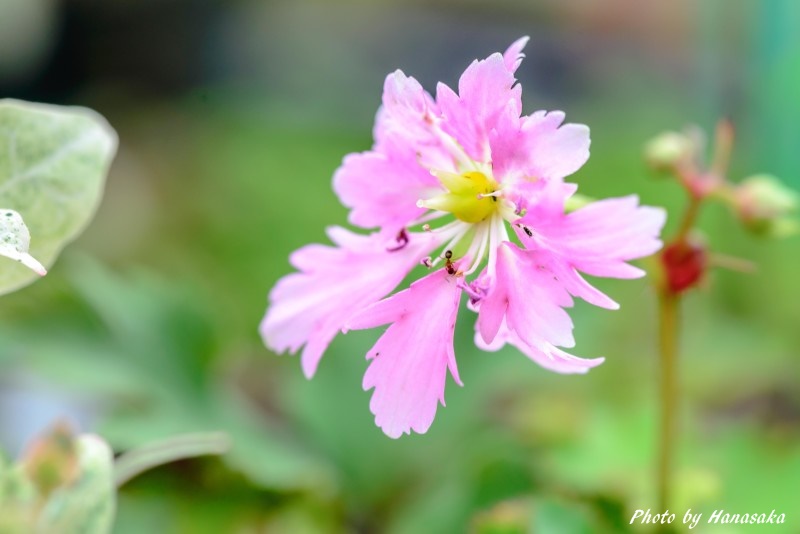 ダイモンジソウ 天女の舞