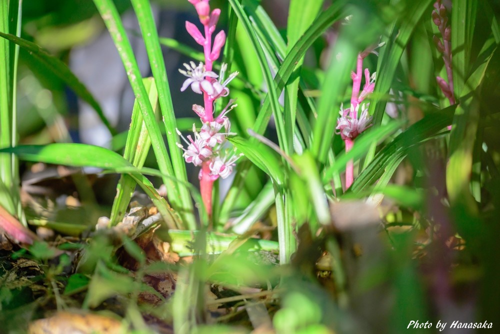 キチジョウソウ