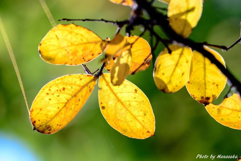 コブシの黄葉