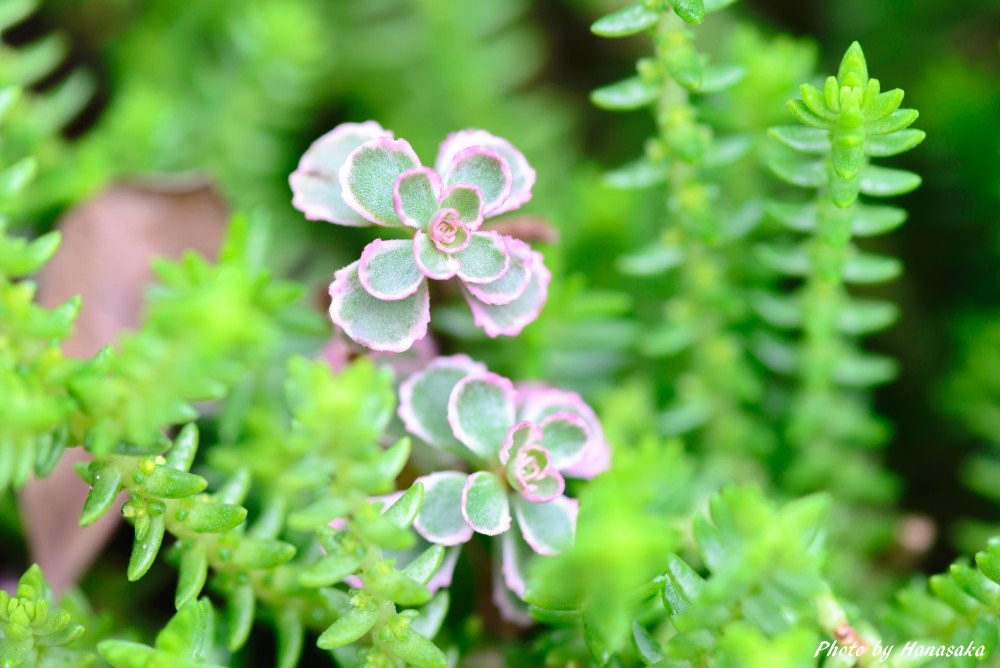 カランコエ・ラクシフロラとワカミドリ