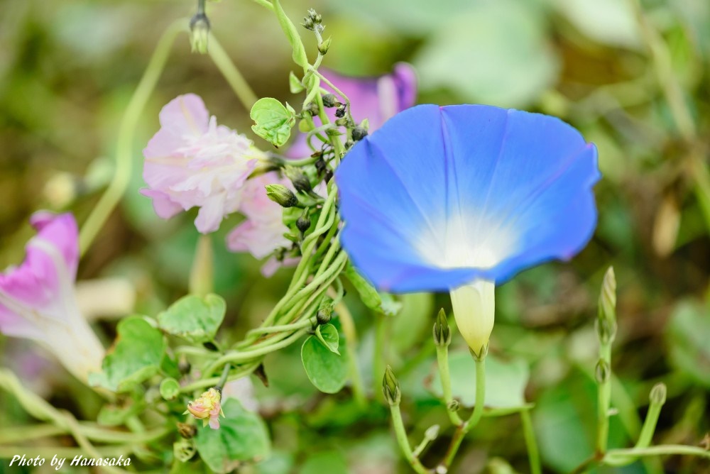 セイヨウアサガオ・ヘブンリーブルー