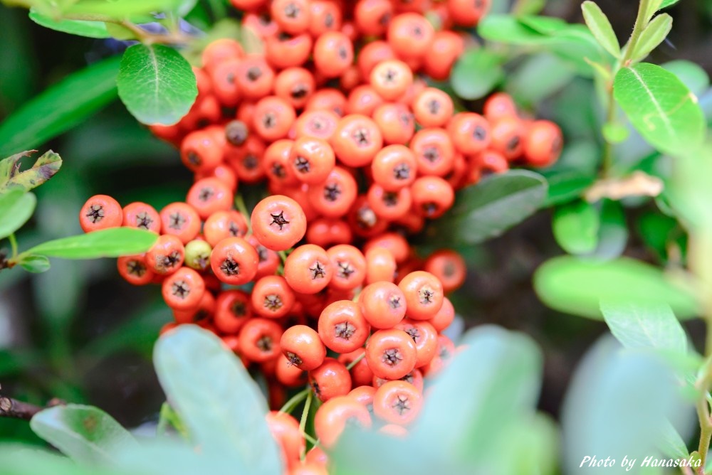ピラカンサの実