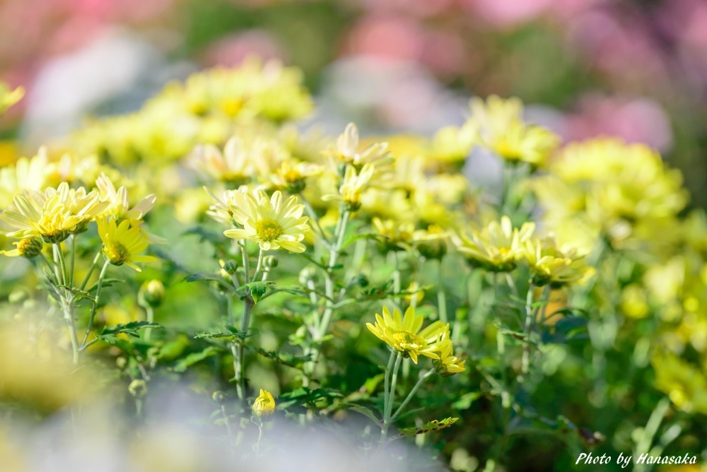 コギク・牧場の朝