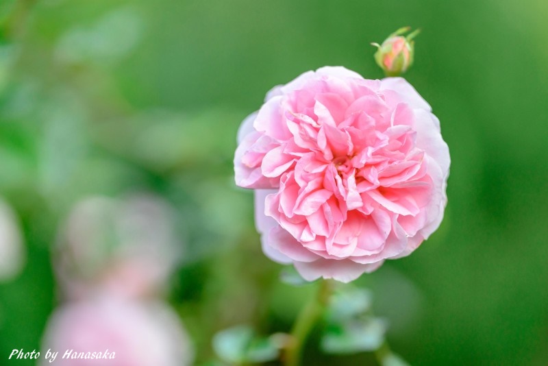 バラ・ザ・ファン