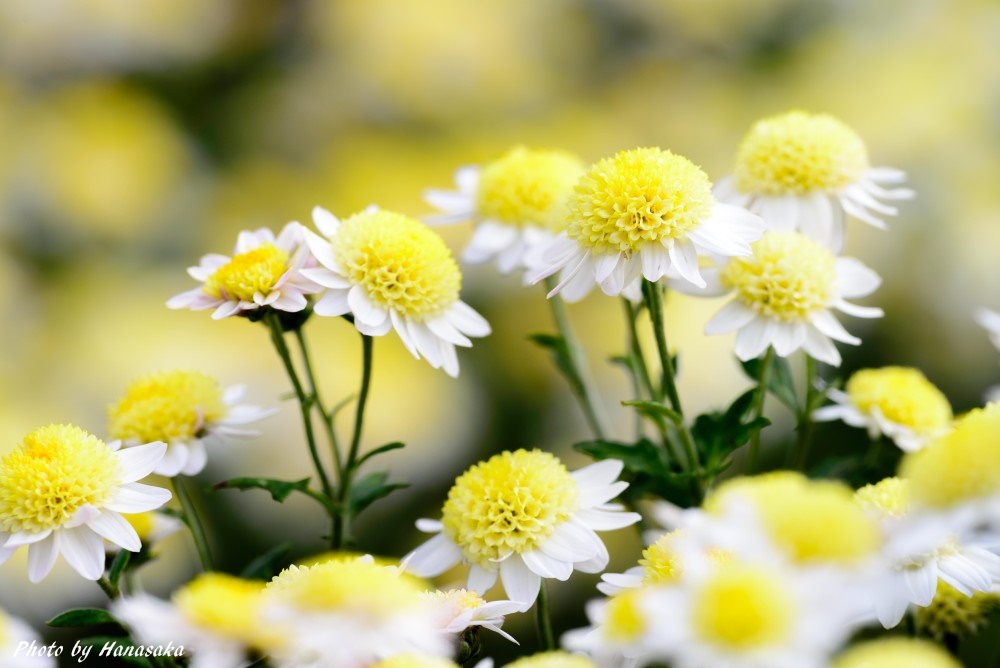 コギク・新日本刀