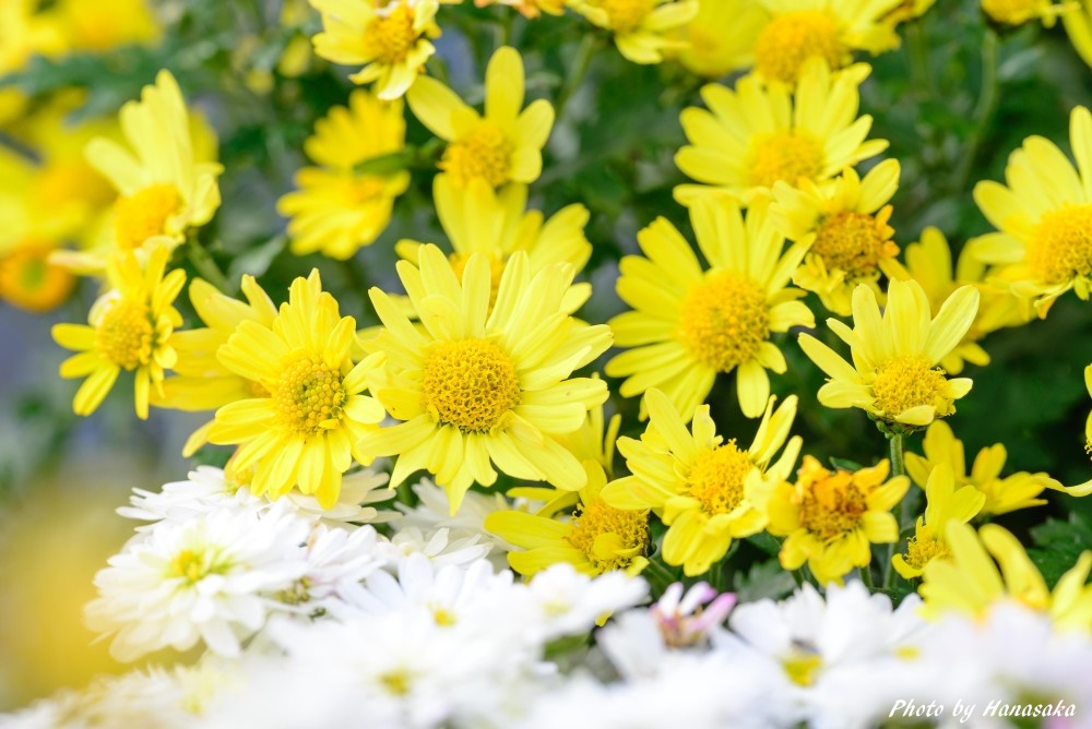 コギク・新屏風