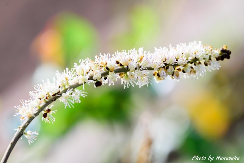 サラシナショウマ