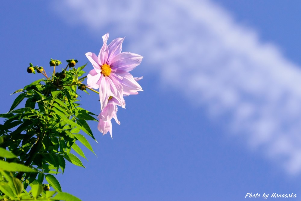 コウテイダリア