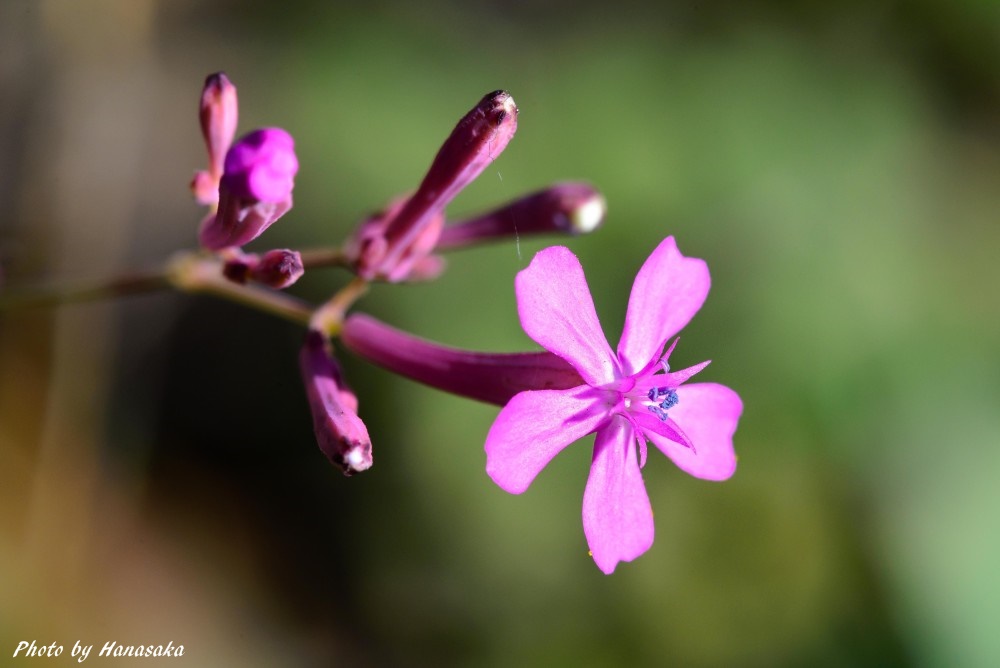 ムシトリナデシコ