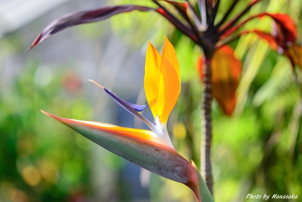 ゴクラクチョウカ