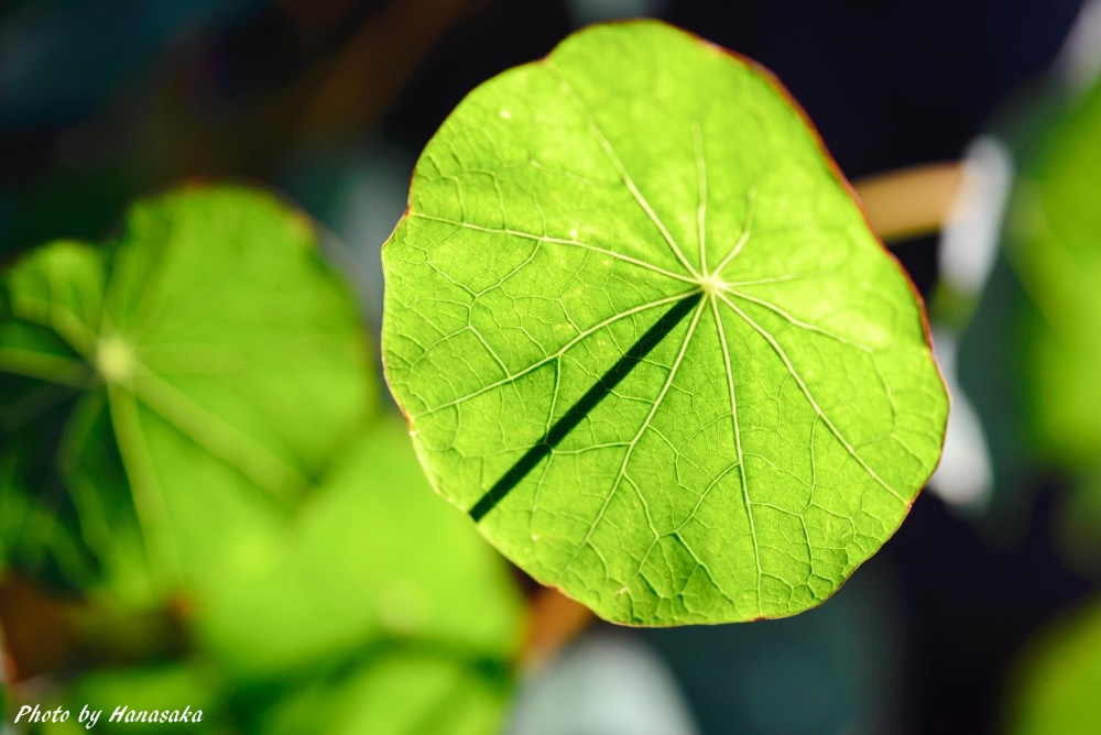 ナスタチウムの葉