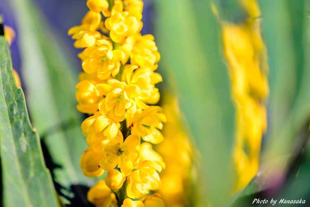 ホソバヒイラギナンテン