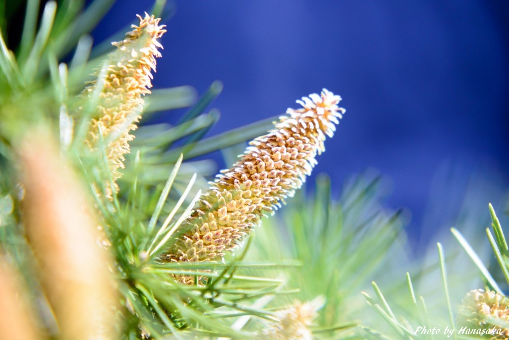 ヒマラヤスギの花