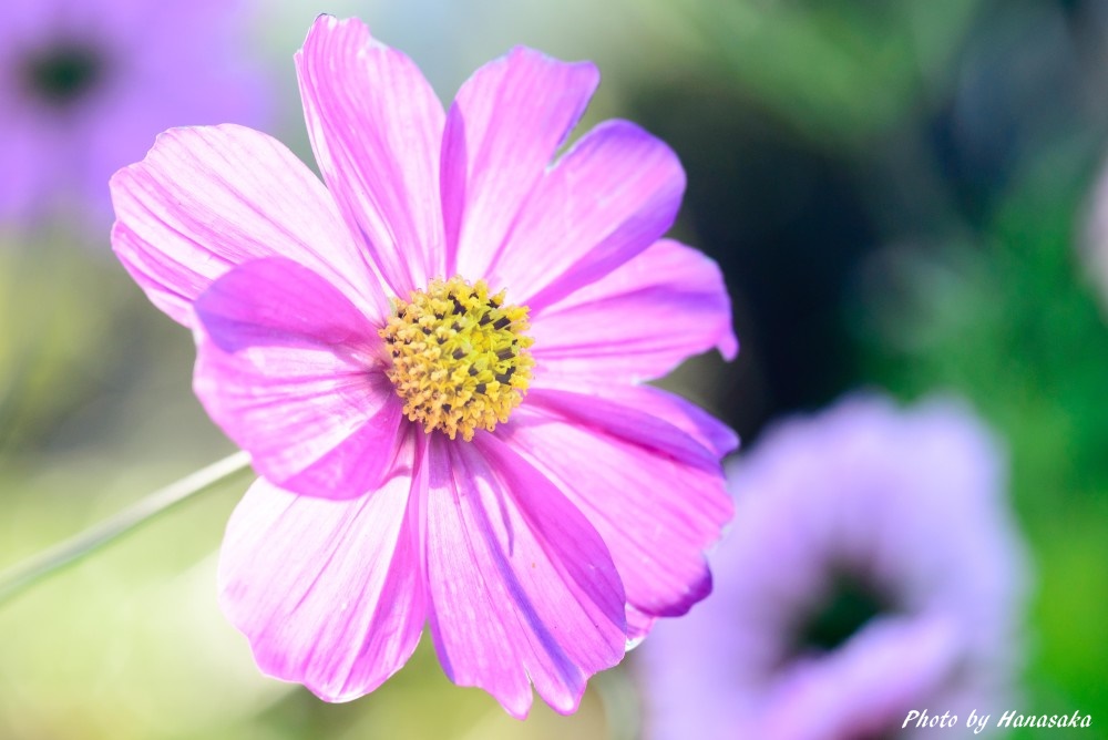 コスモス