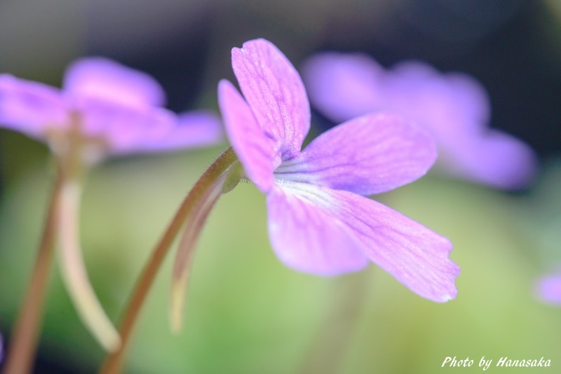 アシナガムシトリスミレ
