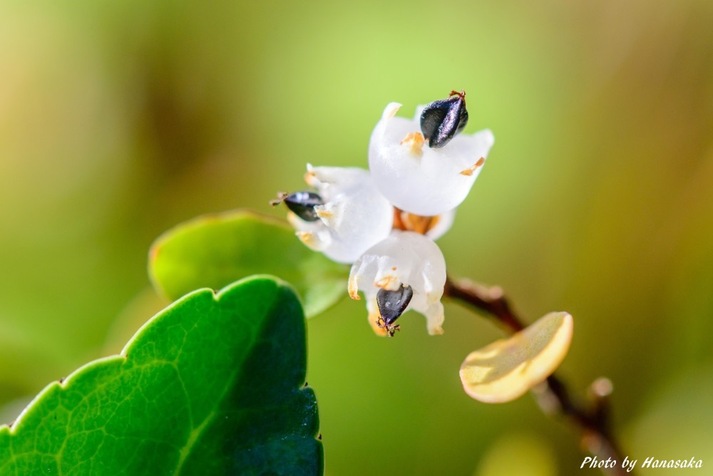 ワイヤープランツの実