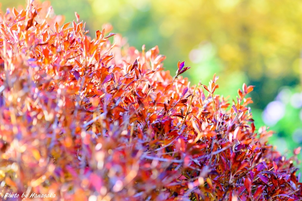 ドウダンツツジの紅葉