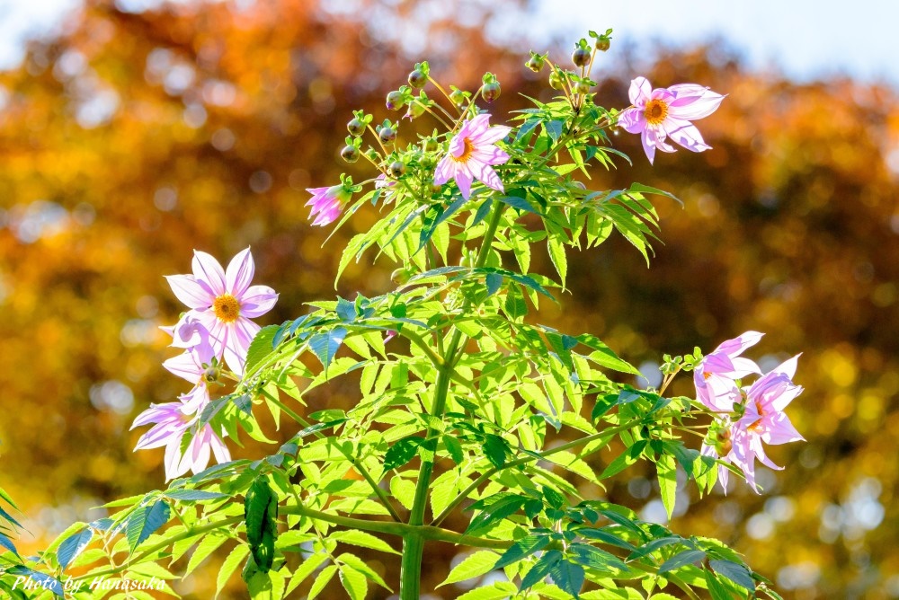 コウテイダリア