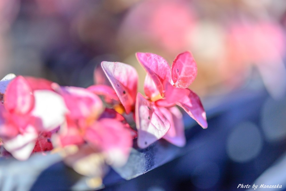 ハツユキカズラ