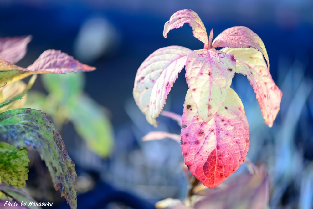 アジサイの紅葉
