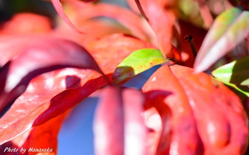 ナンテンの紅葉