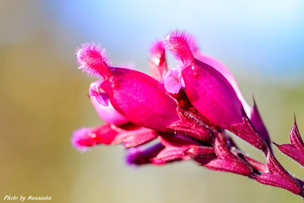 サルビア・インウォルクラータ
