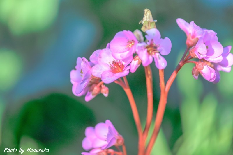 ヒマヤラユキノシタ