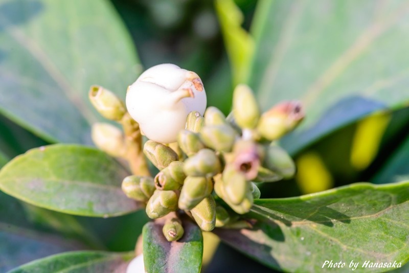 フッキソウの実