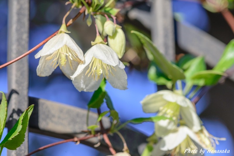 クレマチス．ジングルベル