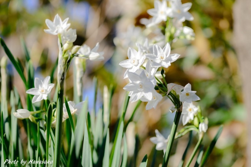 スイセン・ペーパーホワイト
